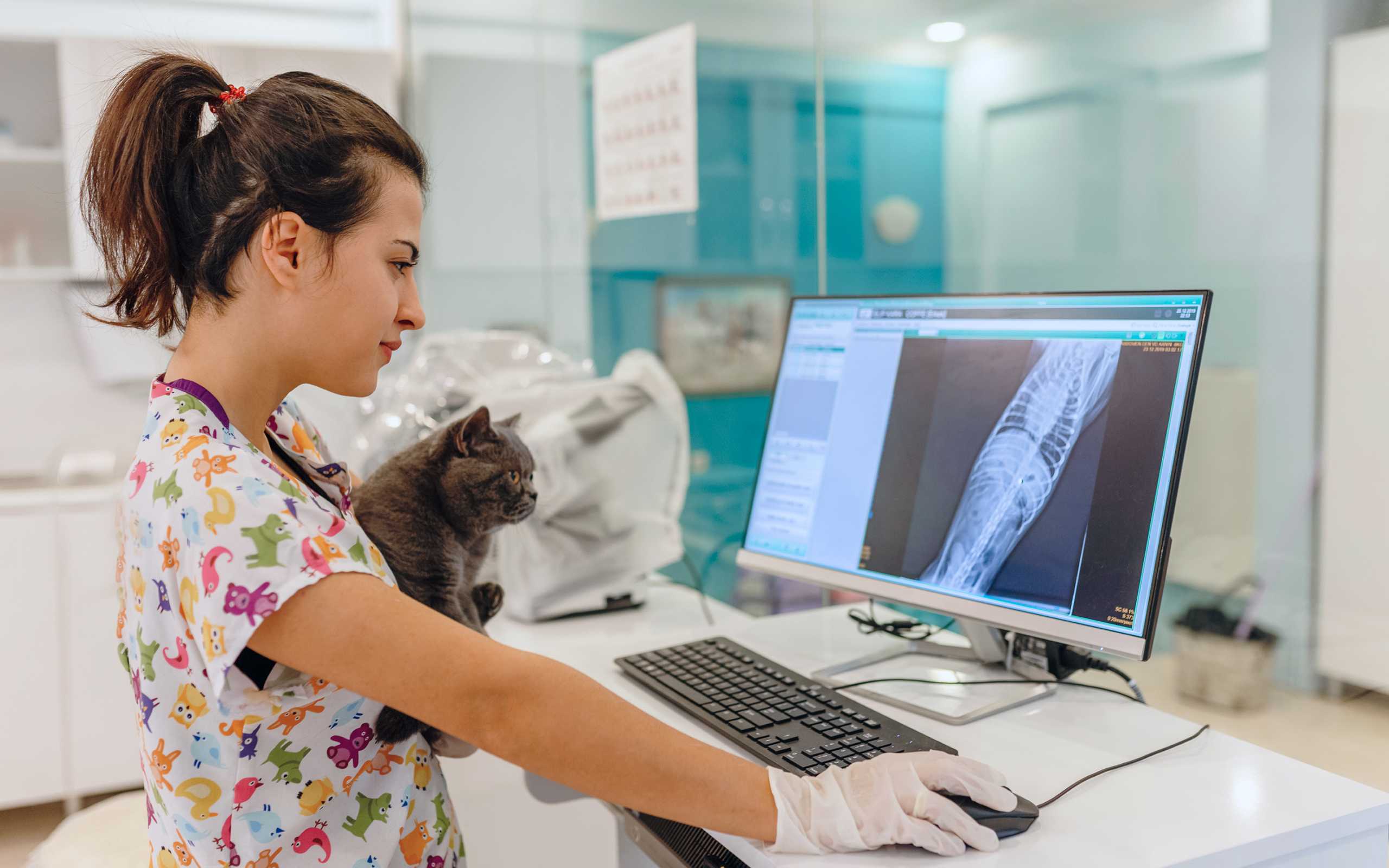 Veterinario che tiene in braccio il gatto e guarda lo schermo con le cartelle dei pazienti